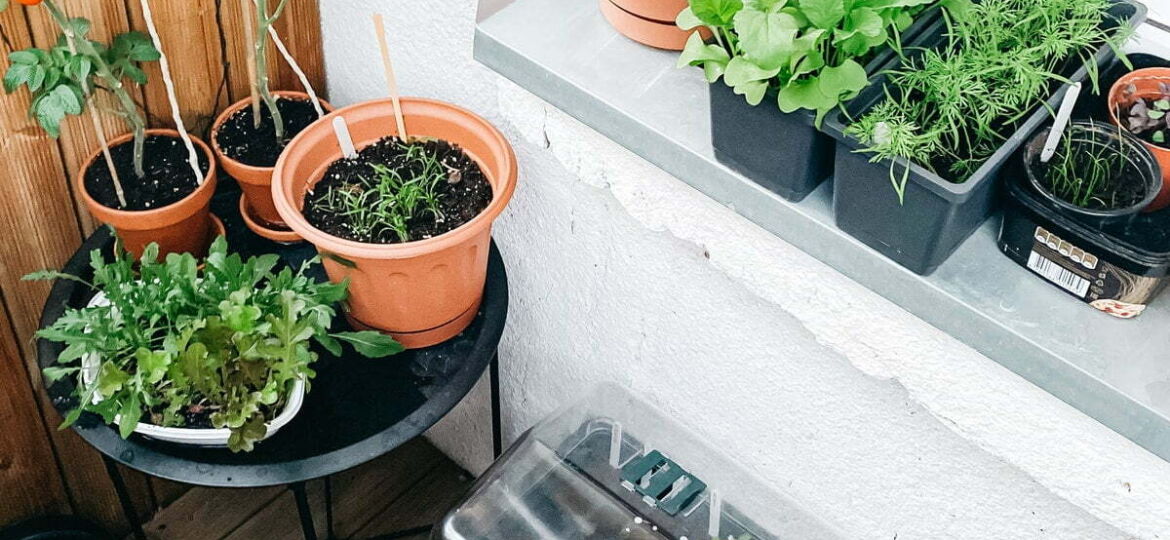 Palangės daržininkystė: kokių gėrybių galima užsiauginti bute?